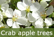 Crab apple trees for sale