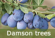 Damson trees for sale