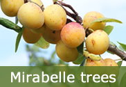 Mirabelle trees for sale