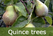 Quince trees for sale