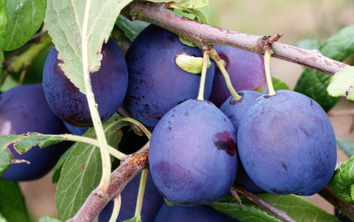 Merryweather damson trees for sale from Orange Pippin
