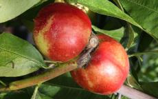 Lord Napier nectarine trees