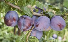 Guinevere plum trees