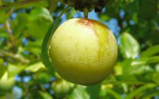 Willingham plum trees