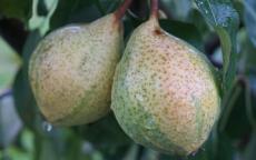 Humbug pear trees