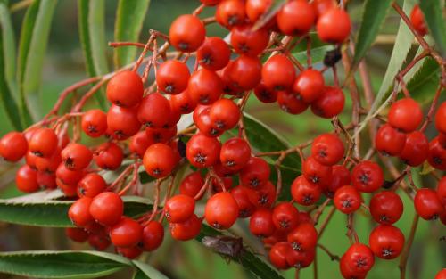 Sorbus ulleungensis Olympic Flame berries