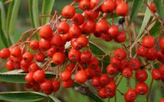 Fruit tree comparison - Olympic Flame