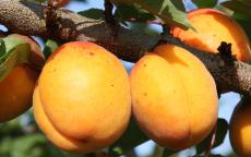 Goldcot apricot trees