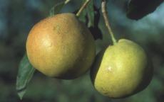 Shipova pear trees