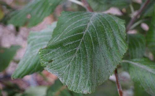 Sorbus aria Lutescens leaves