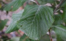 Lutescens rowan