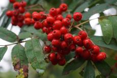 Fruit tree comparison - Common Rowan