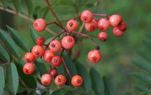 Sorbus Eastern Promise berries