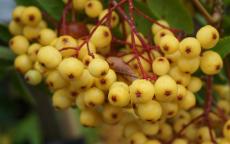 Fruit tree comparison - Joseph Rock