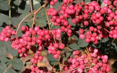 Fruit tree comparison - Sorbus hupehensis