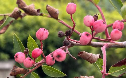 Pink Pearl rowan