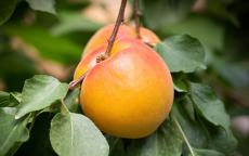 Robada apricot trees