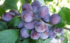 Katinka plum trees