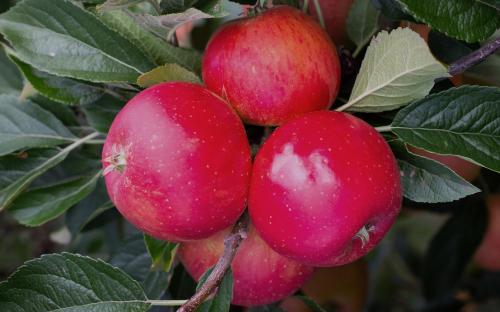 Bladon Pippin apples