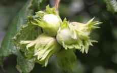 Nottingham hazel trees