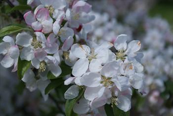 Malus Golden Gem crab apple trees for sale | Buy online