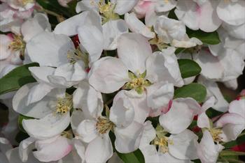 Malus Golden Gem crab apple trees for sale | Buy online