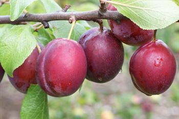 Seneca plum trees for sale from Orange Pippin