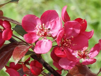 Malus Scarlett crab apple trees for sale | Buy online