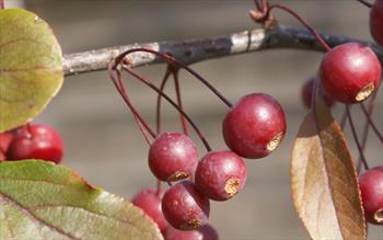 Malus Scarlett crab apple trees for sale | Buy online