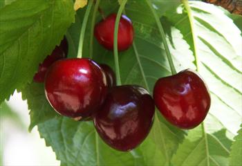 Merchant cherry trees for sale | Buy online | Friendly advice