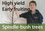 Spindle-bush commercial grade fruit trees
