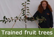 Espalier and fan-trained fruit trees for sale